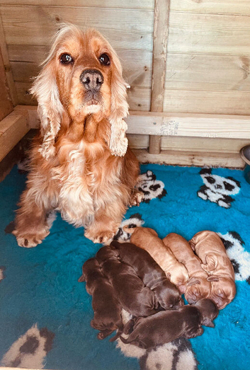 fully health tested show cocker puppy