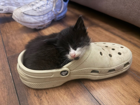 Maine coon kittens for sale