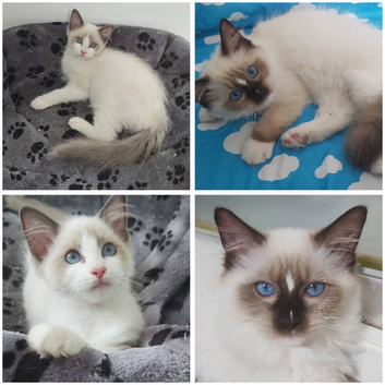 RAGDOLLS GIRLS SEAL POINT BICOLOUR BLUE EYES