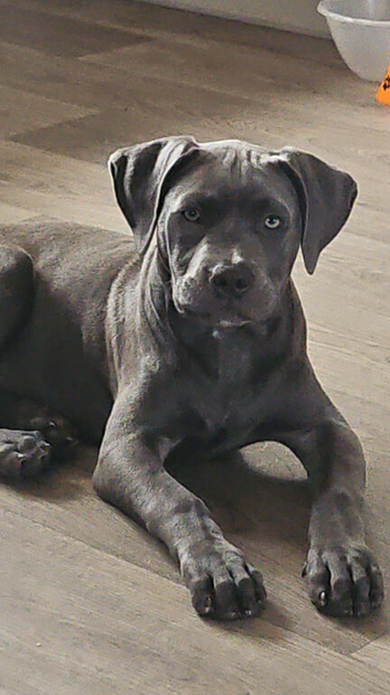 Stunning girl for sale