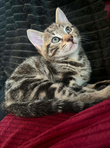 8 week old male tabby kitten