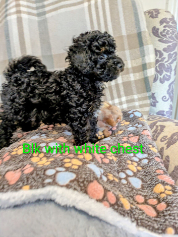 Toy poodles KC reg 2 black puppies first vaccination completed with first vet health check ️