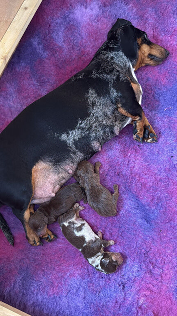 gorgeous mini dachshund girls