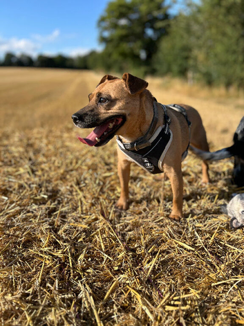 Patterdale X looking for forever home