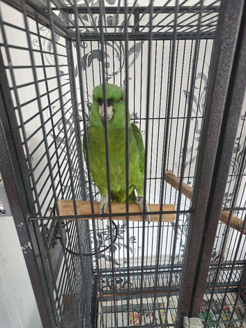 Yellow naped Amazon