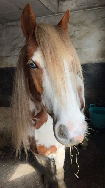 Spirit - 6 years old gelding