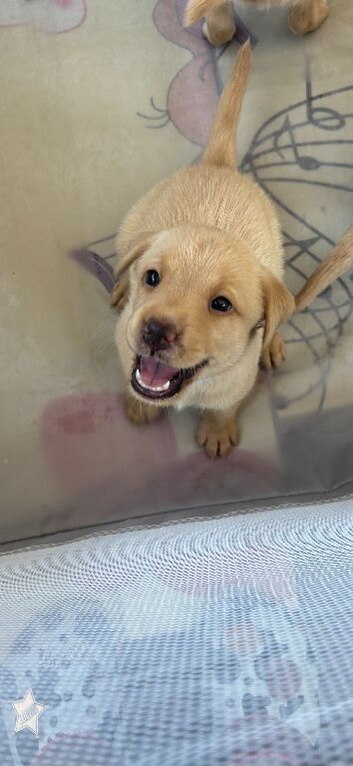 Adorable KC registered pups ready in 2 weeks