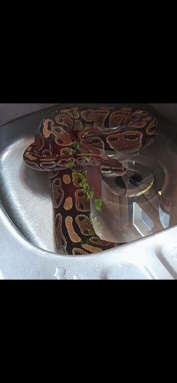 Royal python