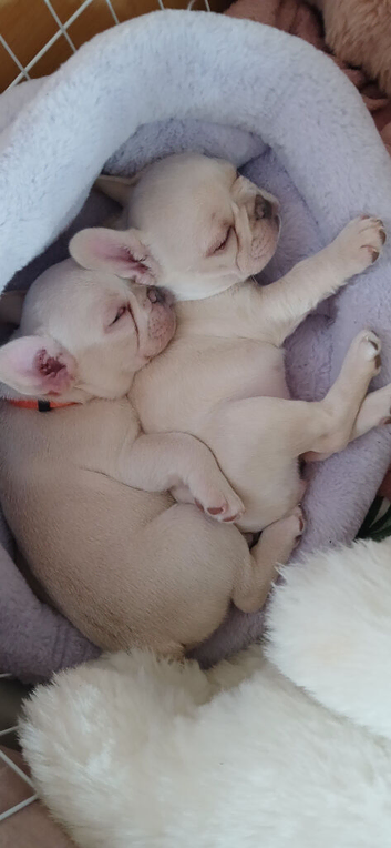 Pure bred French bulldog puppies for sale
