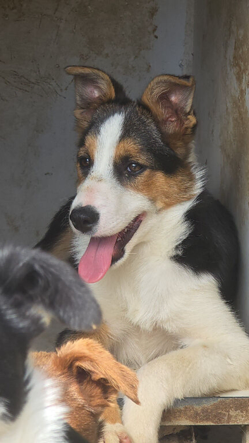 5 month old Collie Pups