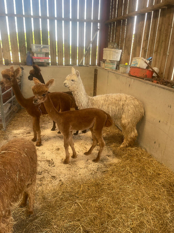 Yearling Alpaca boys
