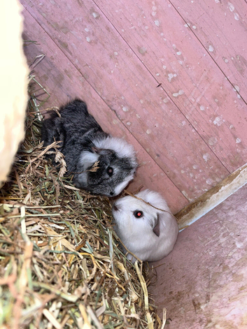 2 baby guin pigs