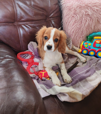 Cavalier King Charles (Males only)