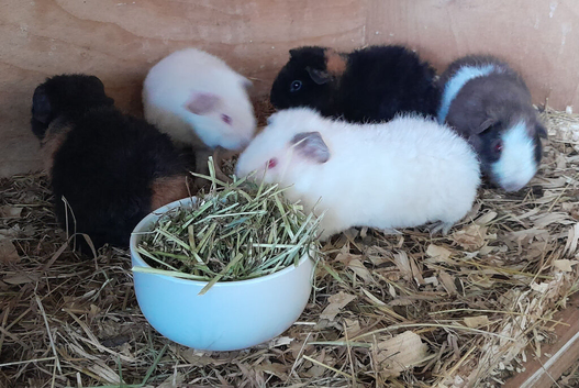 Teddy Guinea Pig Boars