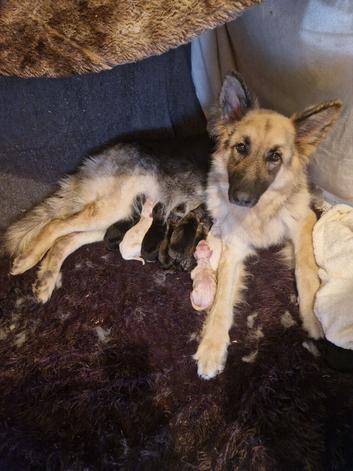 Beautiful litter of Long coated German Shepherd puppies