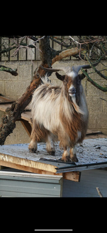 Don't Goat Breaking My Heart