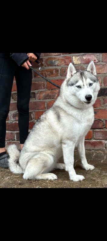 KC registered female Siberian husky