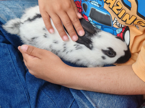 Pure English spot black and grey rabbit babies