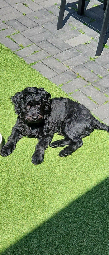 Cavapoochon male puppy
