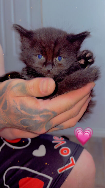 3 beautiful kittens