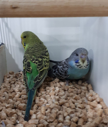 2 Male Budgies - English/Exhibition Split Black Face