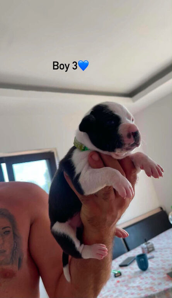 10 beautiful blue staffy