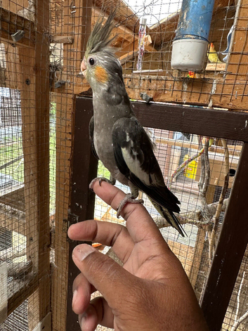 Tamed young cockatiels