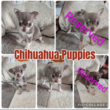 Beautiful puppy chihuahuas