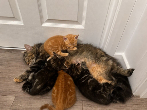 Last remaning beautiful fluffy kitten (mum is half maine coon)