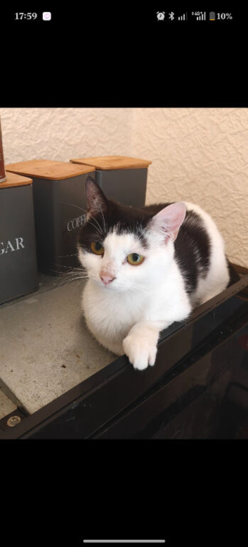 Dwarf Female Cat to rehome 1 y o