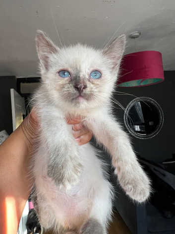 Fluffy Ragdoll x absolutely stunning