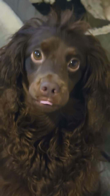 Beautiful Chocolate Cocker Spaniel &ndash; 3 Years Old