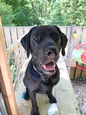 Stud Labrador