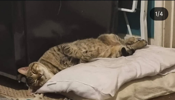 Lost Tabby cat