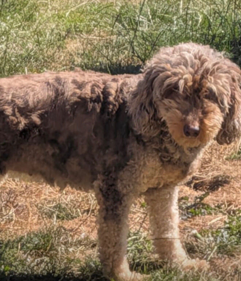Cockerpoo