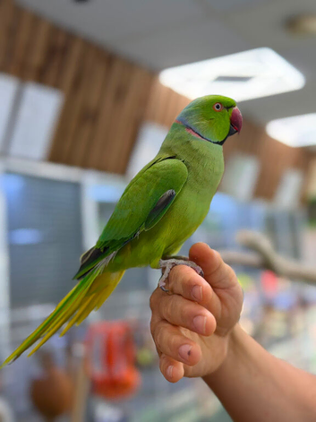 Ring neck