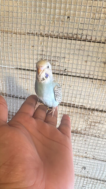Baby budgies for sale  &pound;40 each collection mk404nn