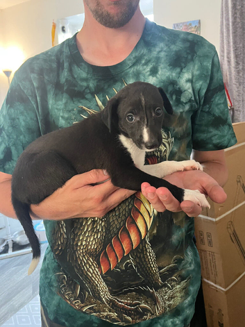 Whippet pups 4 boys 1 girl