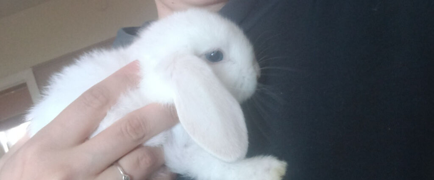 Beautiful baby ready now
