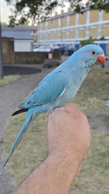 3-Month-Old Blue Female Indian Ringneck &ndash; Free-Flight Ready