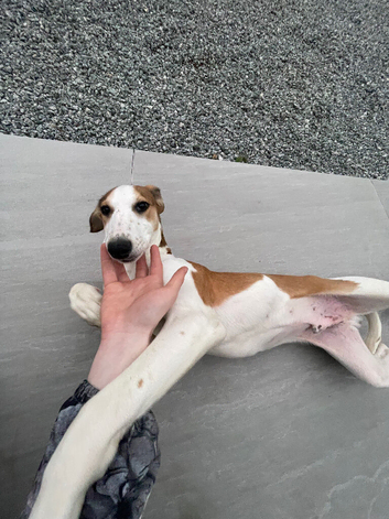 Saluki x greyhound puppy