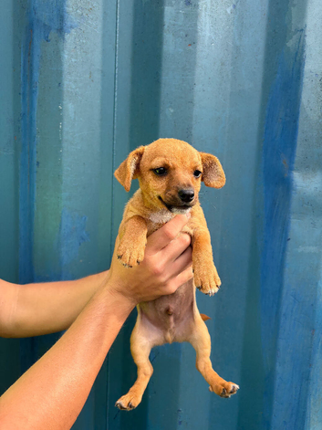 JR terrier X boy