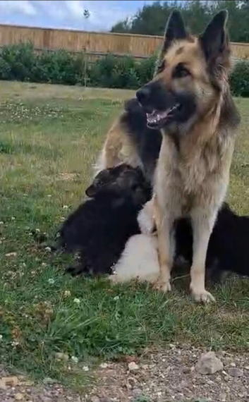 German Shepherd, puppies
