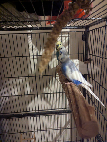 Budgie's