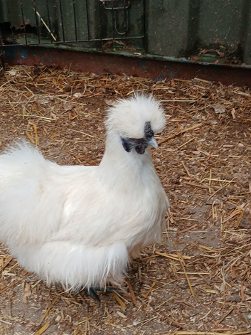 Silkies bantam hens