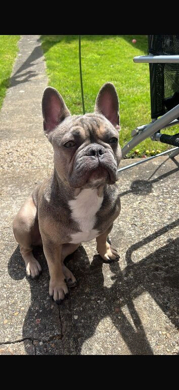 French bulldog for stud