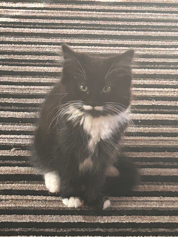 3 kittens for sale