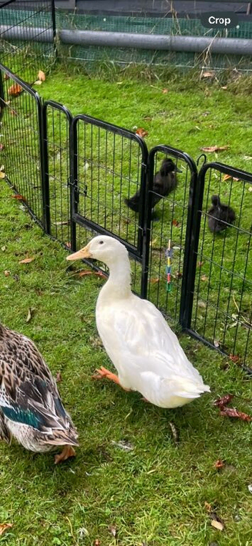 Crested drake 1 year old