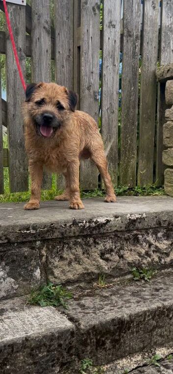 KC Reg Oxcroft bred Border Terrier Stud dog