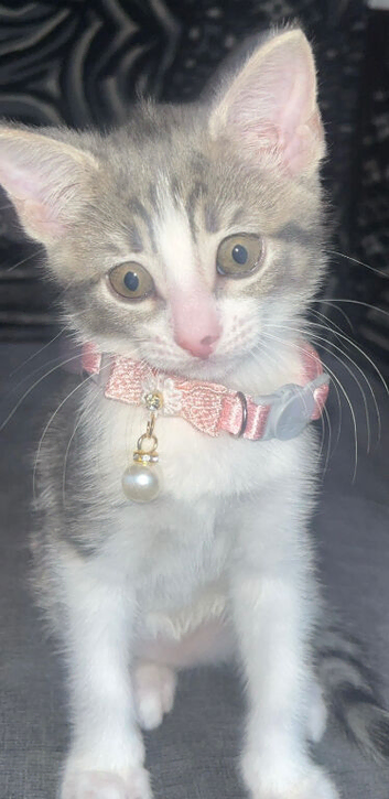 Gorgeous kitten for sale